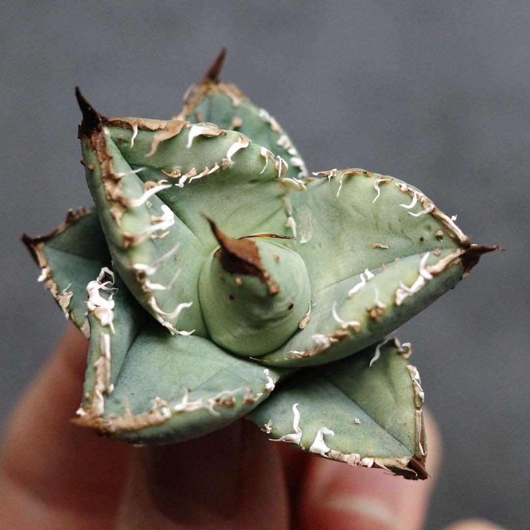 m_gear　発根管理込み　オテロイ　冰雹　ヒョウ　看板株　大きめ　青い