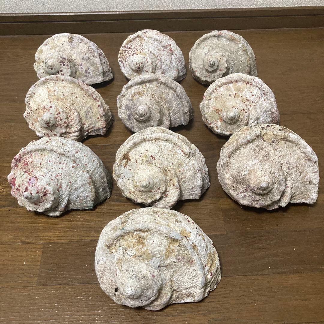 【沖縄産】夜光貝の殻　まとめ売り　10個　約10.4キロ①