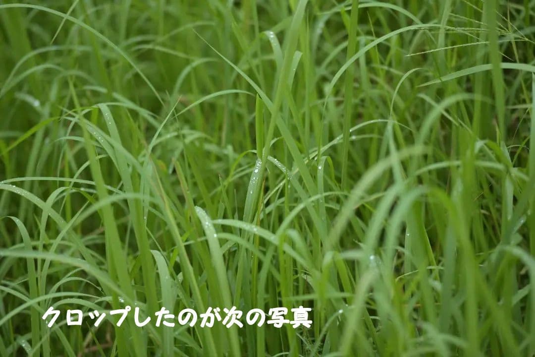 レンズ(ズーム) Nikon AF-S 70-200mm f2.8G ED VR II