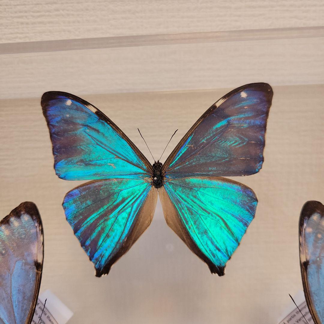 蝶の標本　モルフォの世界(特珍)