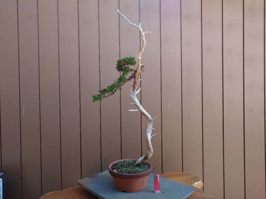 盆栽　糸魚川真柏　樹高73cm