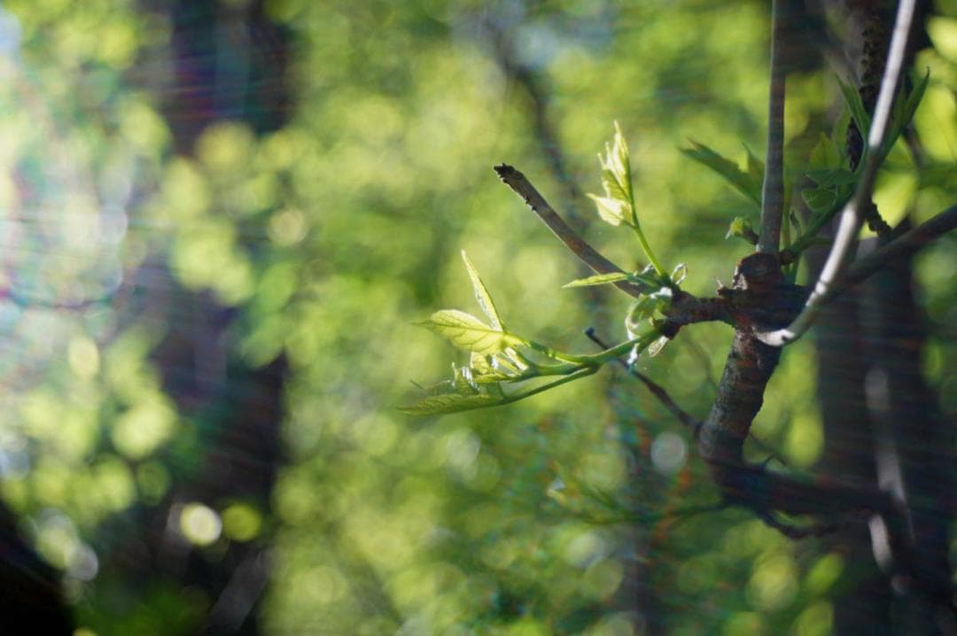 101　美品　ロモ　LOMO スメナ8 40mm F4.0 L39