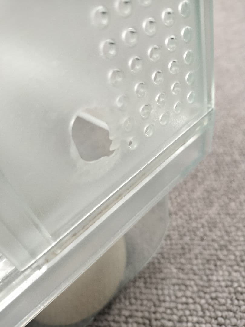 グラスハーモニー大小　餌　砂　今すぐ飼えるセット