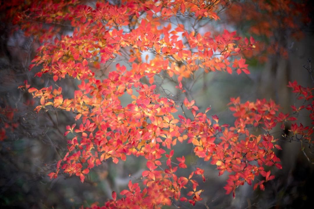 ライカ LEICA NOCTILUX-M 1:1.2/50 ASPH.