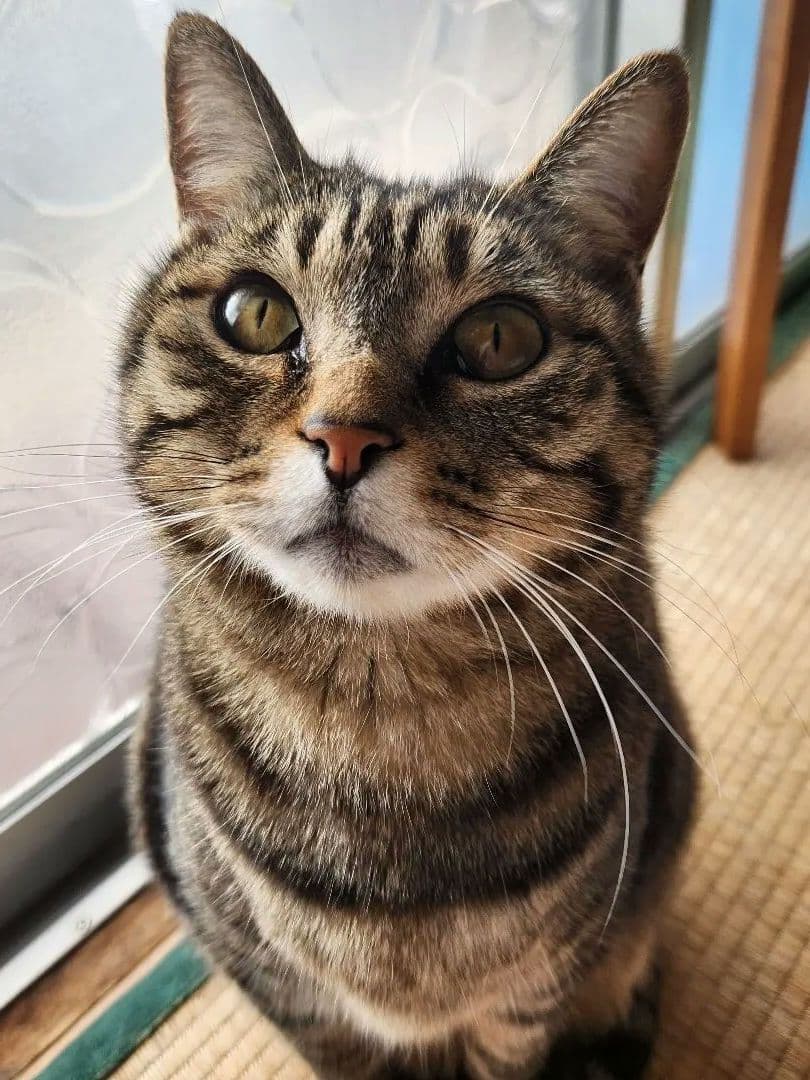 猫の写真