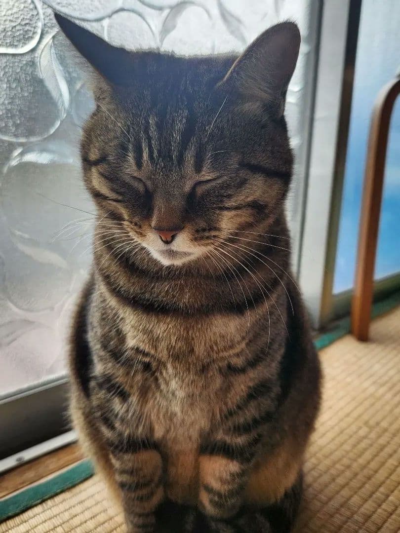 猫の写真