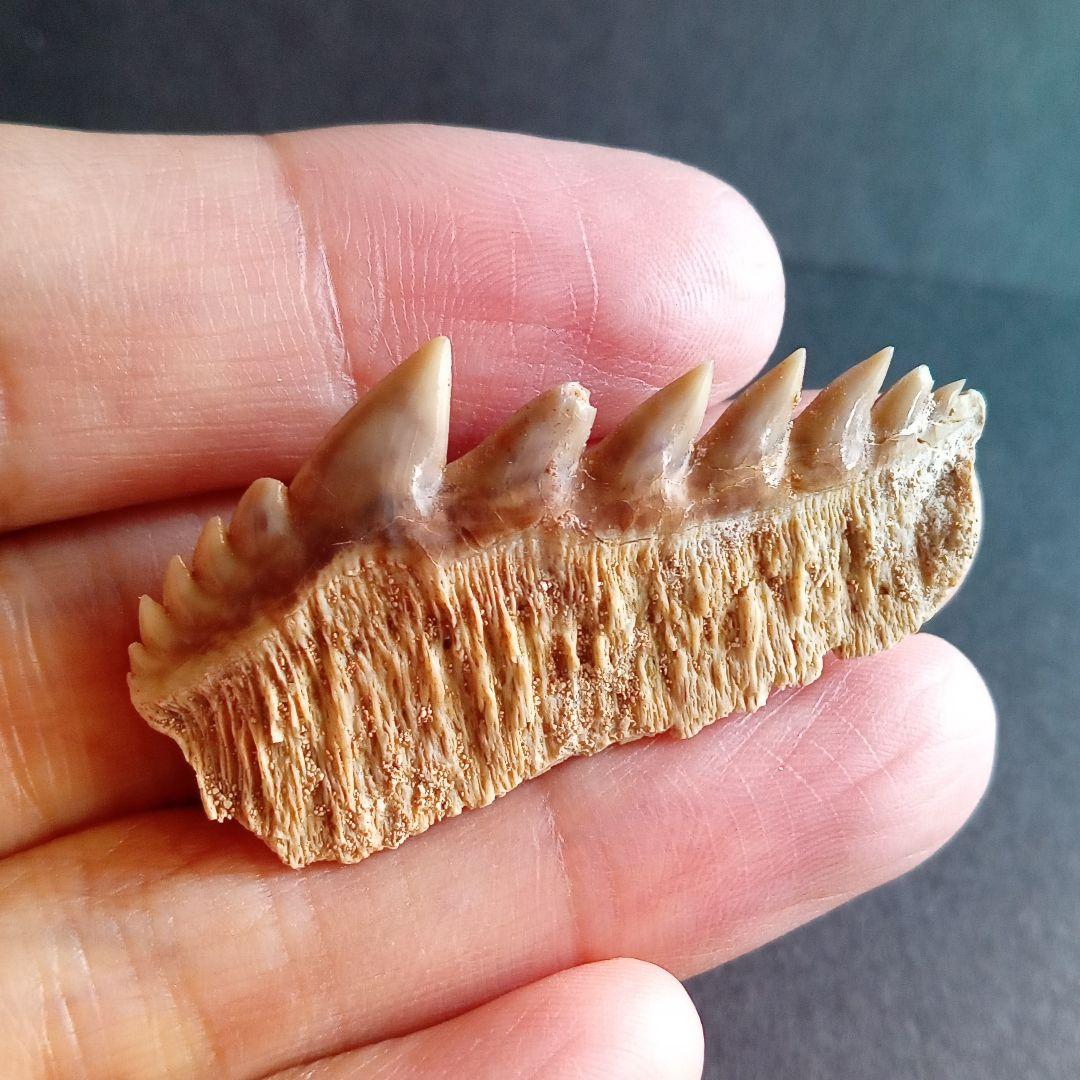 化石　骨格　標本　サメの歯　エビスザメ　希少種　セブンギルシャーク