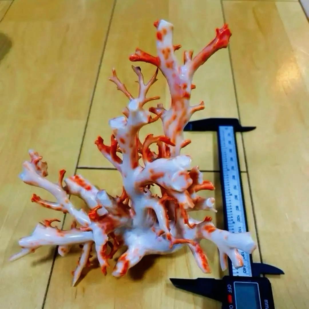 珊瑚原木　本珊瑚　宝石珊瑚　珊瑚置物　サンゴ　置物　桃珊瑚