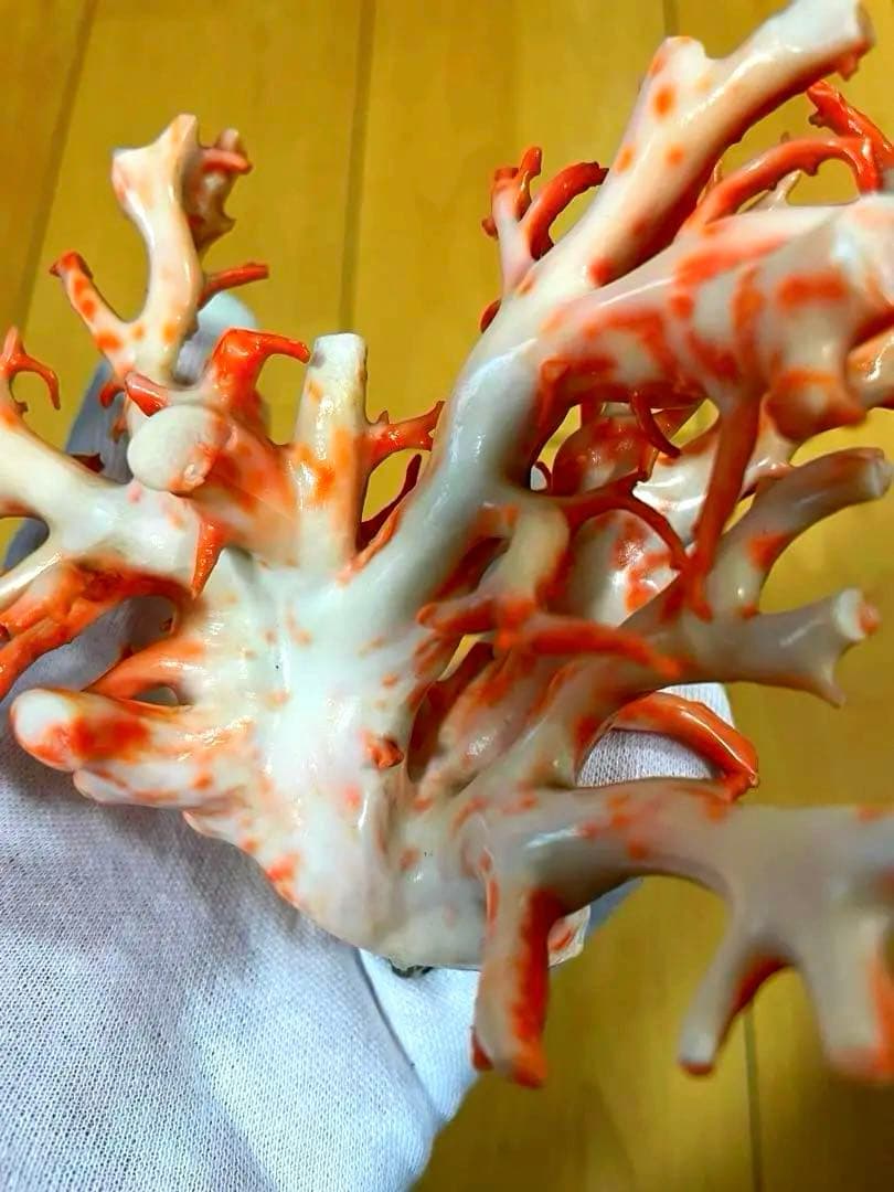 珊瑚原木　本珊瑚　宝石珊瑚　珊瑚置物　サンゴ　置物　桃珊瑚