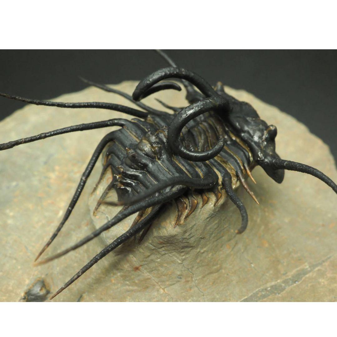 化石標本　骨格　三葉虫　ディクラヌルス　極美麗　特級標本