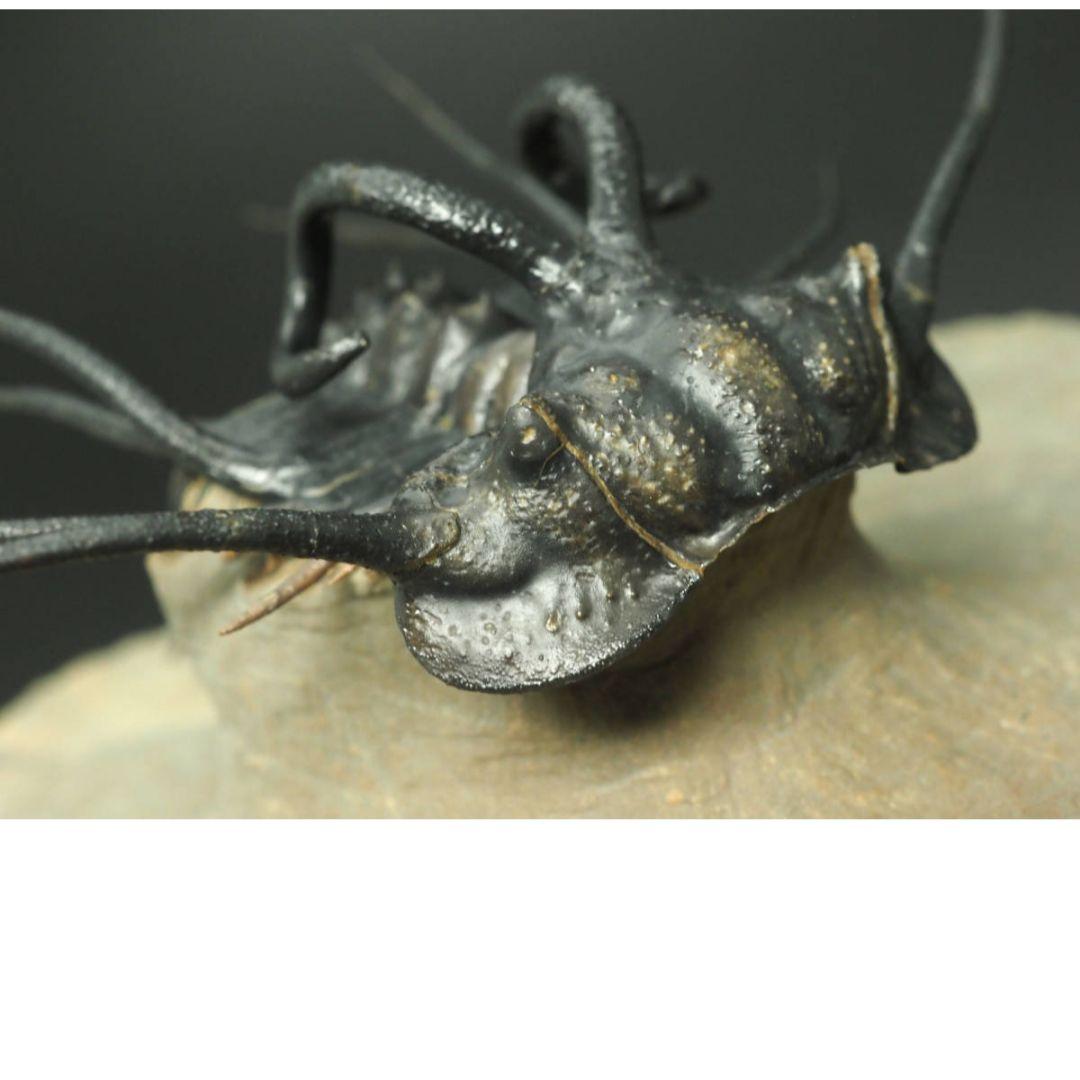 化石標本　骨格　三葉虫　ディクラヌルス　極美麗　特級標本