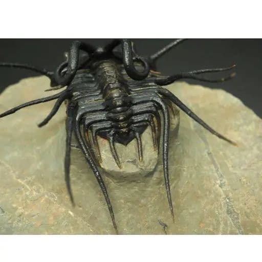 化石標本　骨格　三葉虫　ディクラヌルス　極美麗　特級標本
