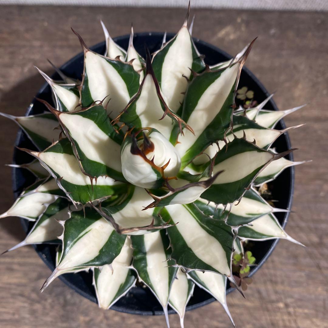 アガベ　ホリダ白中斑入　極上3