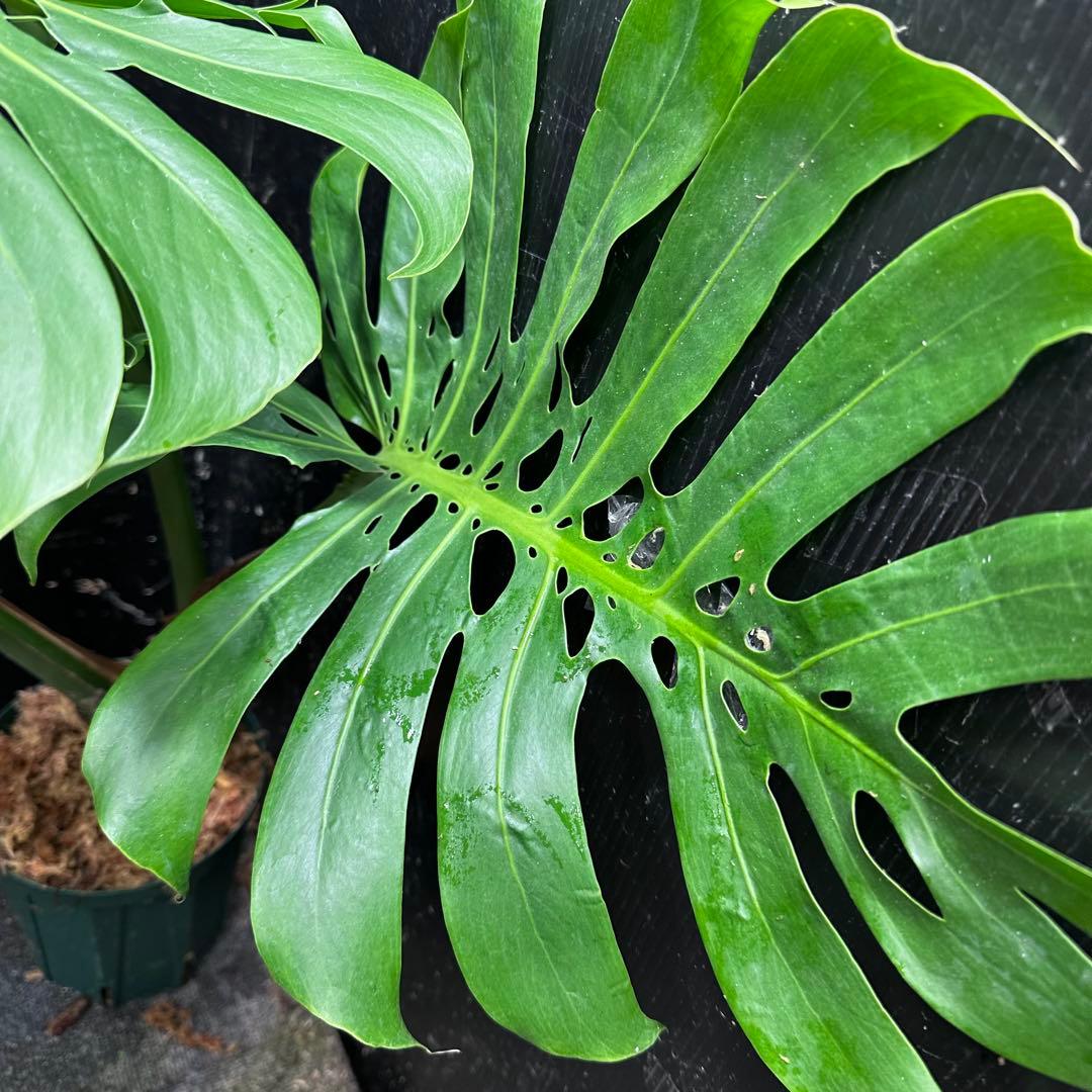 モンステラデリシオーサマクロコズム超希少系統鉢植え80㎝