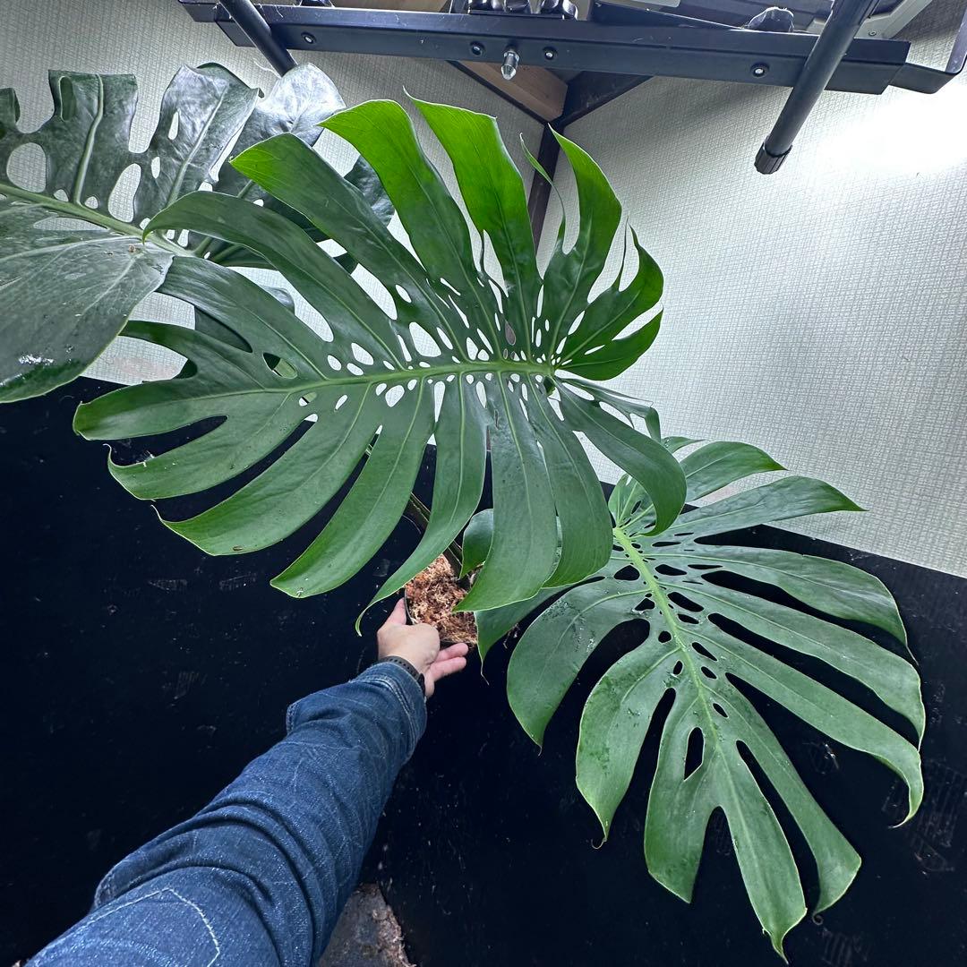 モンステラデリシオーサマクロコズム超希少系統鉢植え80㎝