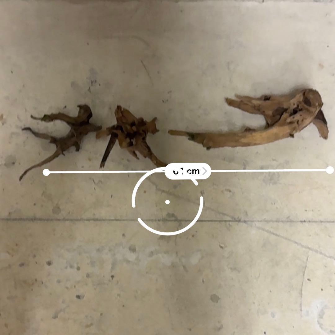 ADA ホーンウッド　流木その他　アクアリウム　テラリウム