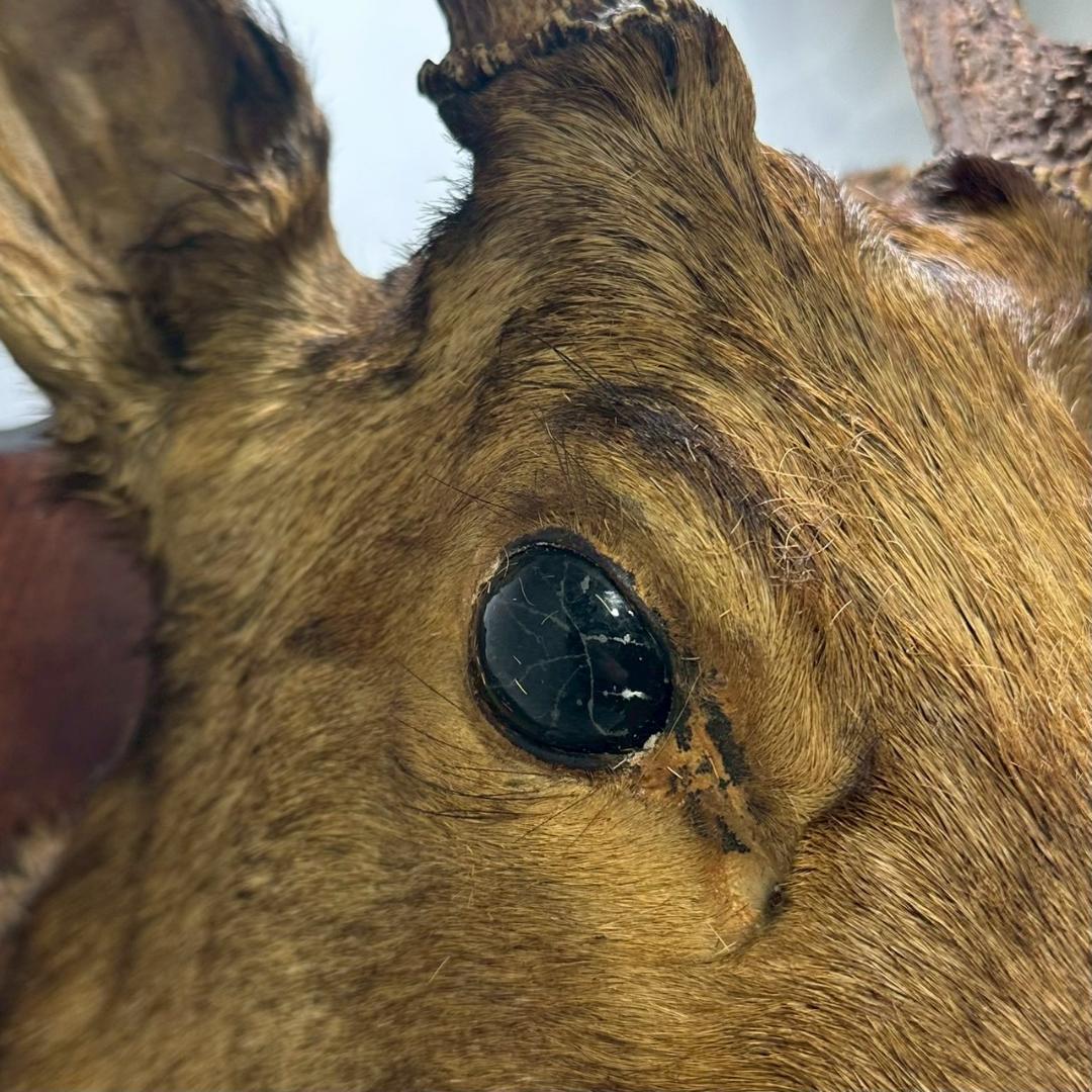 iΦ【引き取り歓迎】鹿の剥製 壁掛け ニホンジカ ハンティングトロフィー