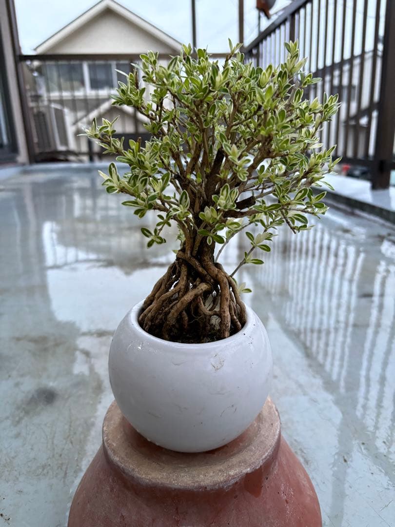 盆栽 bonbon