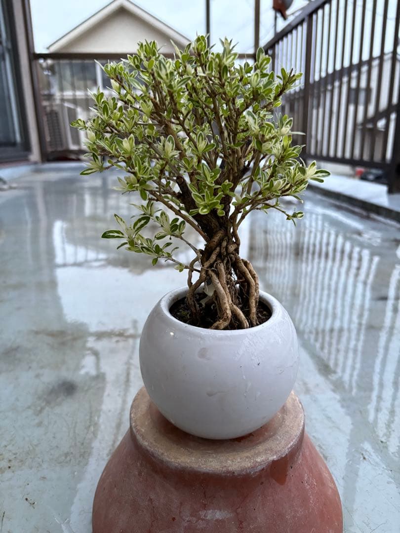 盆栽 bonbon