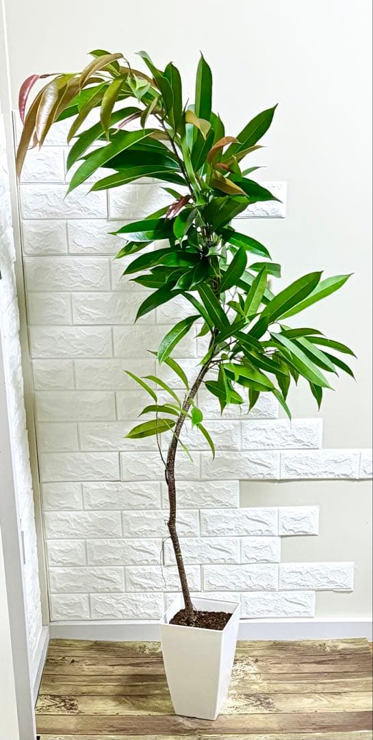 フィカスアムステルダムキング⭐️曲がり⭐️約150cm⭐️観葉植物