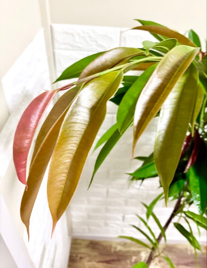 フィカスアムステルダムキング⭐️曲がり⭐️約150cm⭐️観葉植物