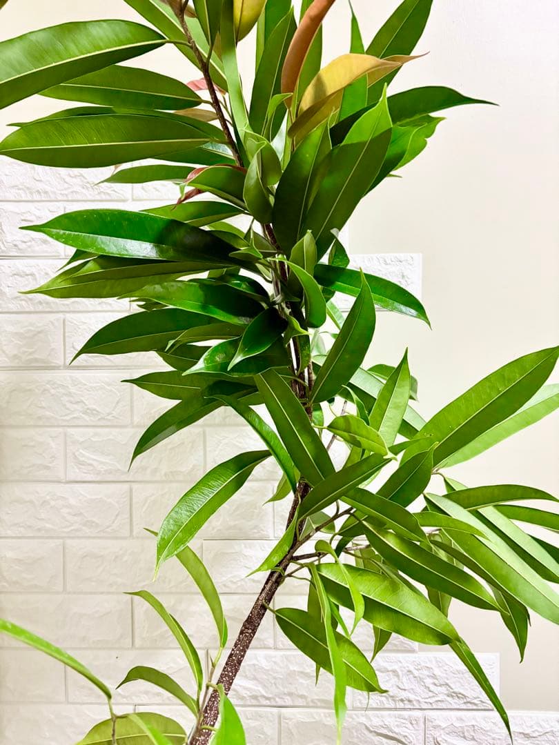 フィカスアムステルダムキング⭐️曲がり⭐️約150cm⭐️観葉植物