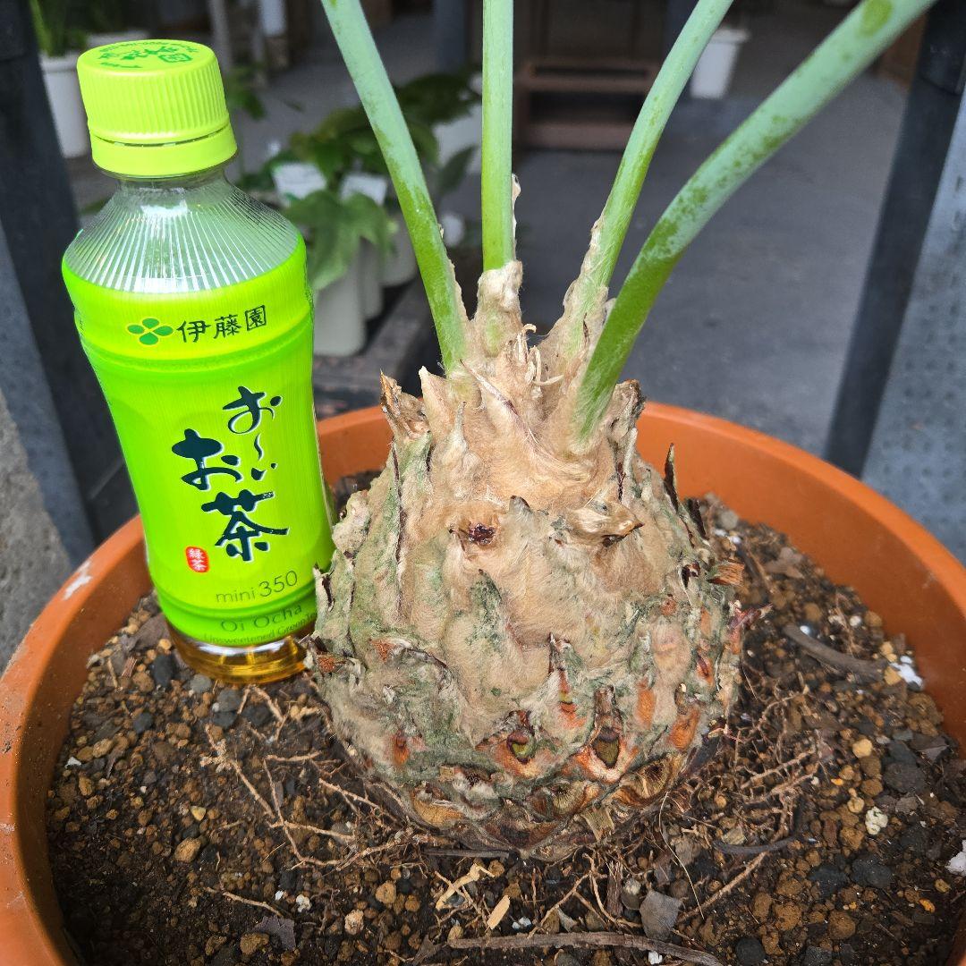 PECO POCOソテツディオーン　10号特大苗木最高等級極上品‼️　希少