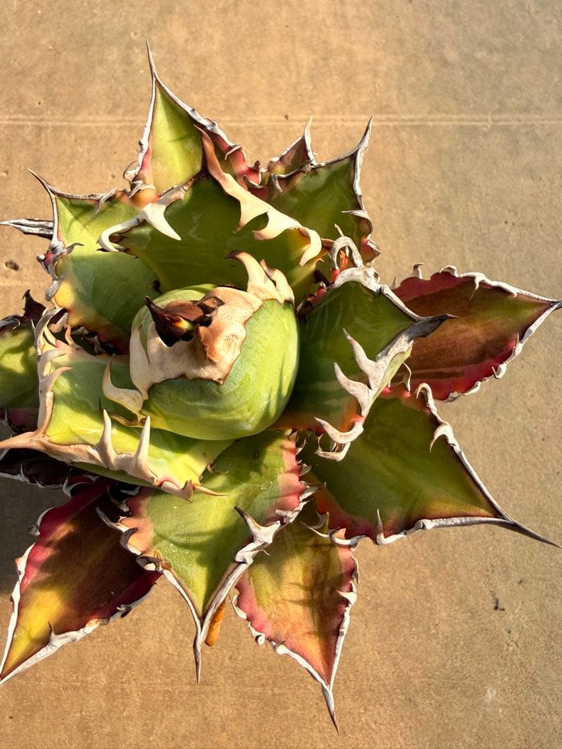 レッドキャットウィーズル 斑入り｜ピンク差し斑｜3.5寸鉢｜希少　斑入りRCW