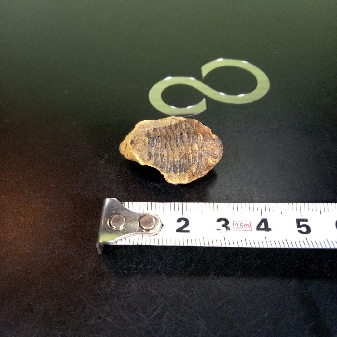 三葉虫　化石　fossil　海　ボリビア産　trilobite　海生動物分類⑨
