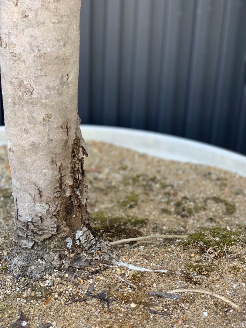 (引取り限定)オリーブの木