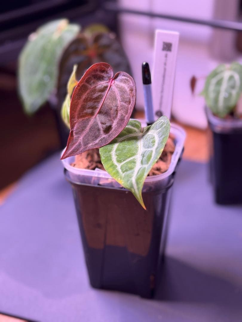 アンスリウム　Anthurium \"Red Crystallinum'