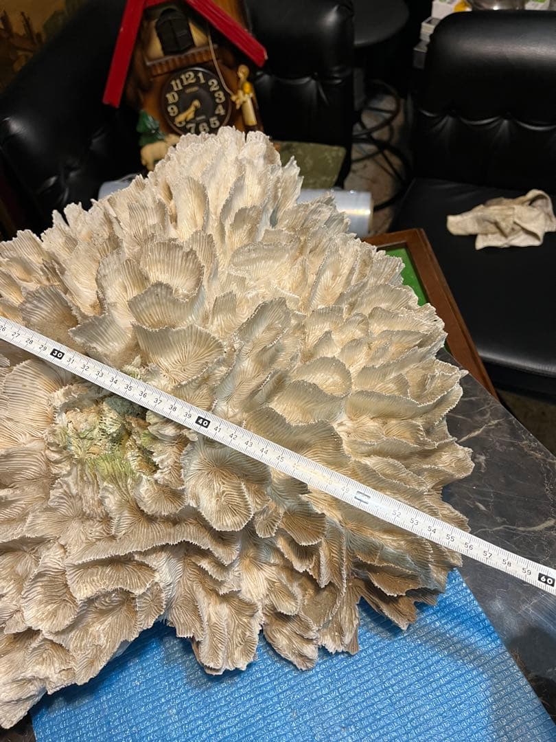 超特大珊瑚礁、直径66センチ、ナガレハナサンゴ、飾りサンゴ、海水魚、白化珊瑚
