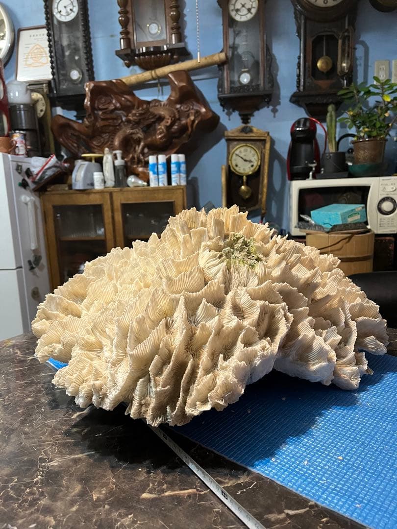 超特大珊瑚礁、直径66センチ、ナガレハナサンゴ、飾りサンゴ、海水魚、白化珊瑚
