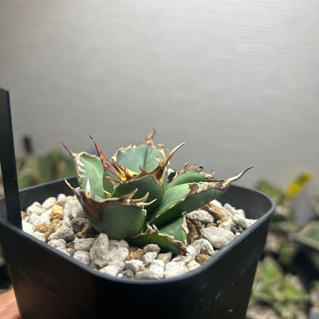 アガベ　オテロイ子株