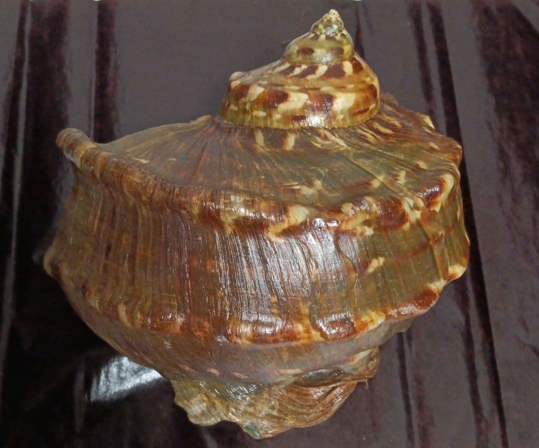 貝殻標本　ヤコウガイ