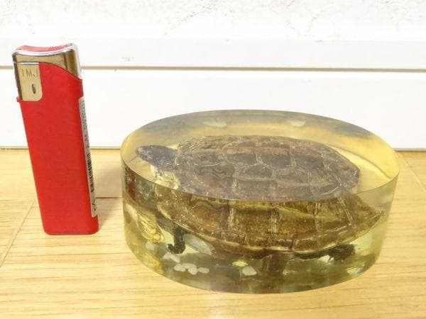 80年代 ビンテージ 亀 クサガメ 蟹 標本 透明 文鎮 水中花 縁起物 当時物