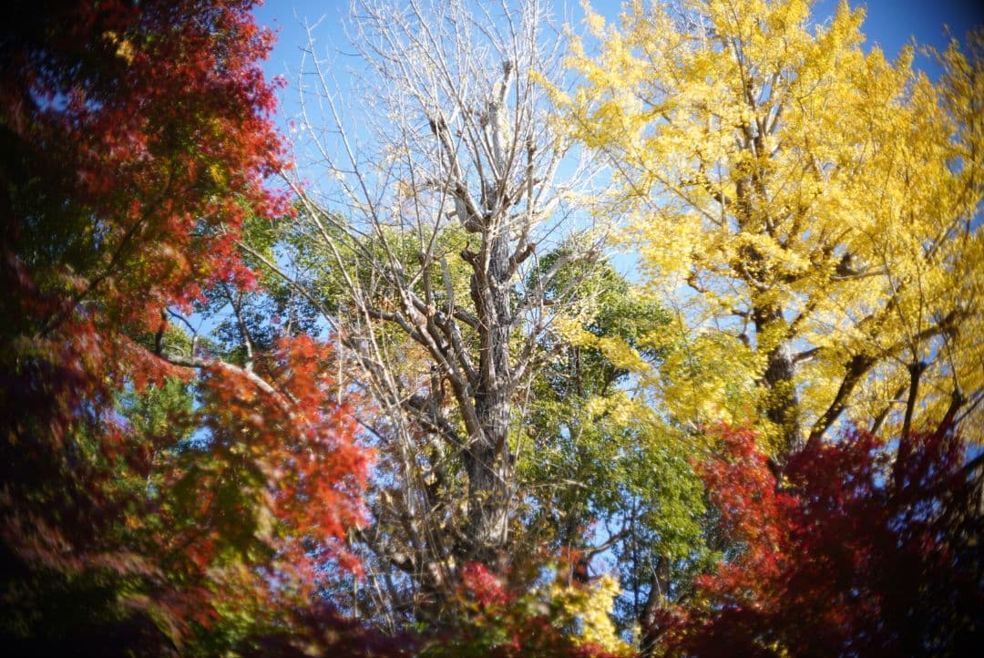 【動作確認済】OLYMPUS ペン用レンズ F.Zuiko 38mm f1.8