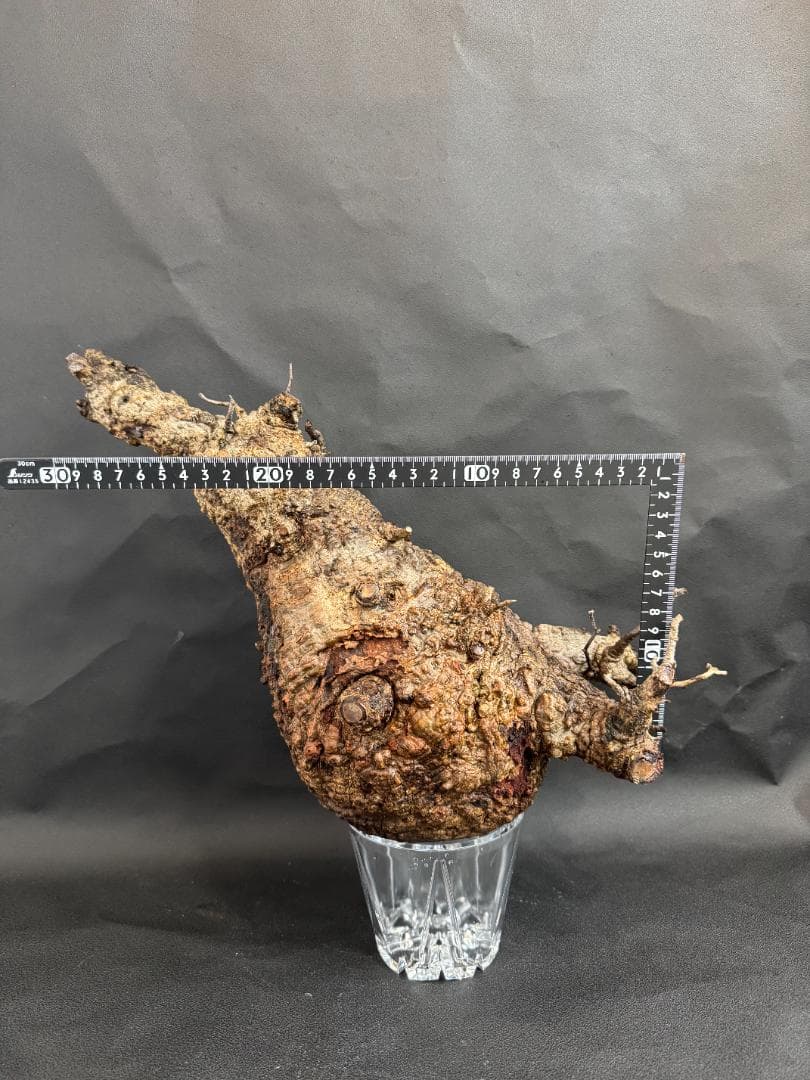 オペルクリカリアパキプス　ベアルート　扁平株