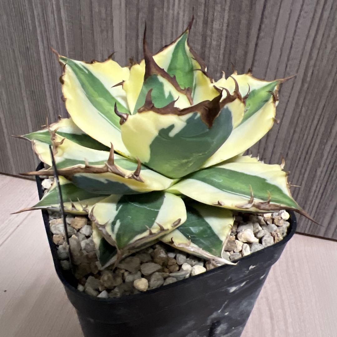 アガベ　スナグルトゥースまとめ売り