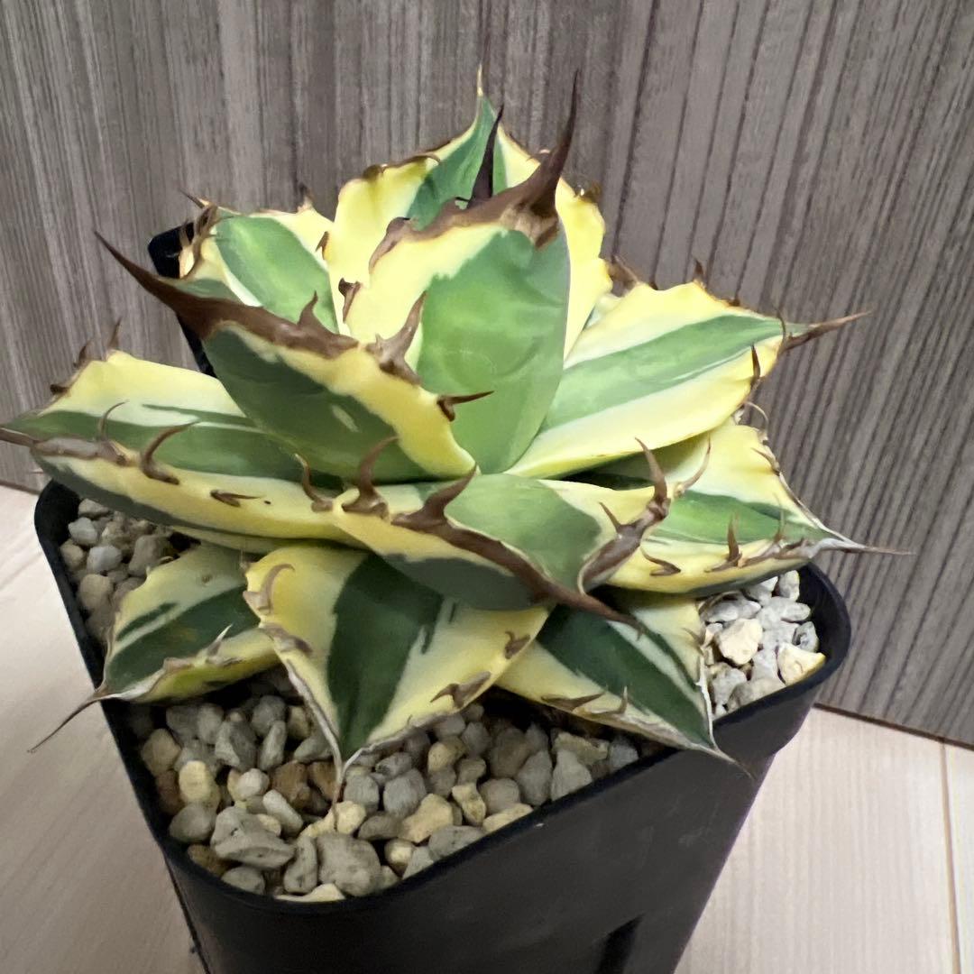 アガベ　スナグルトゥースまとめ売り