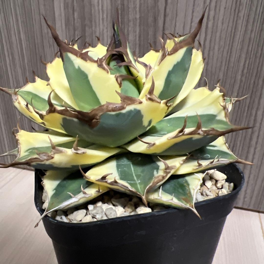 アガベ　スナグルトゥースまとめ売り