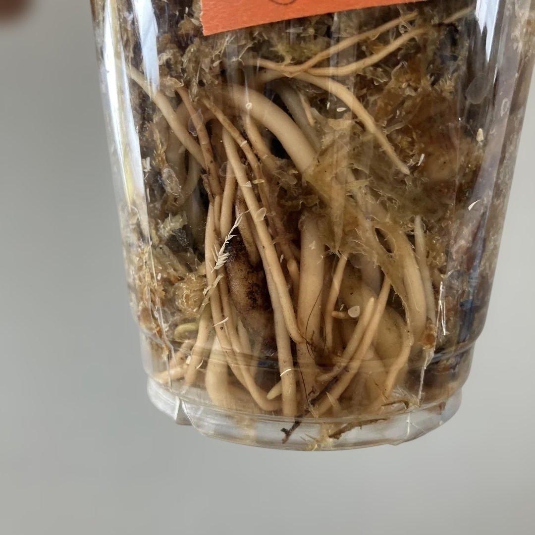 超希少❗️アグラオネマ　ピンクバナナ✨