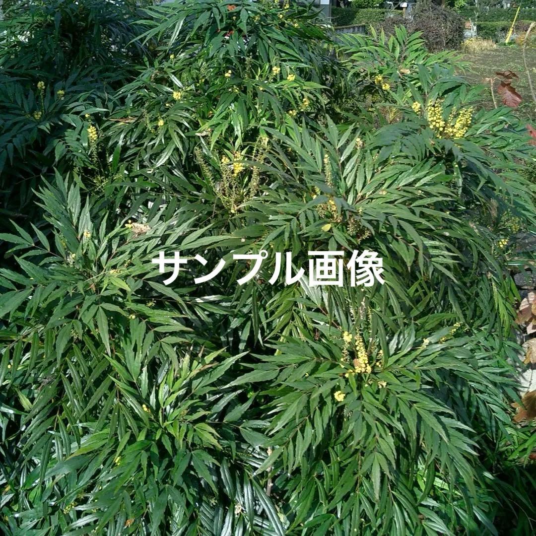 カシオ EXILIM EX-S3 デジカメ コンデジ バッテリー新品 SD2GB