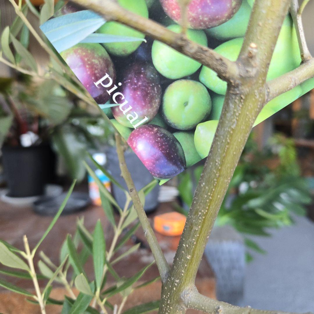 bobio⑮オリーブの木souju『ピクアル』⑨『ミッション8号2苗セット