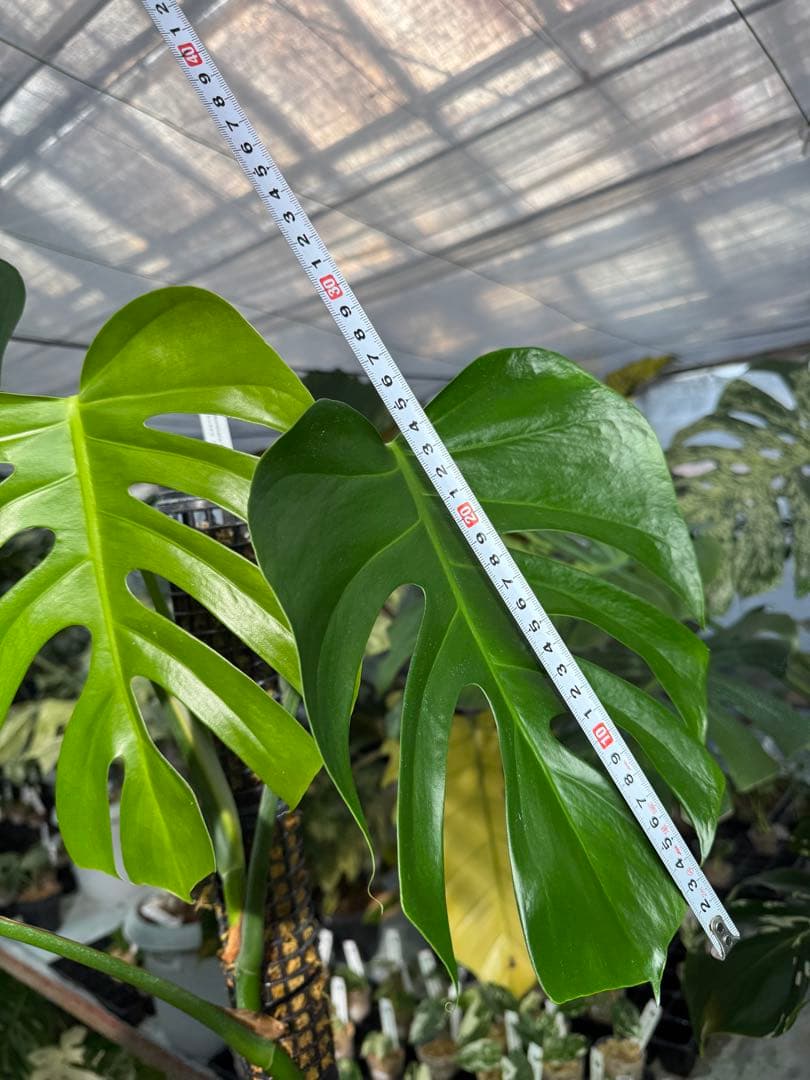 SR1 モンステラ　デリシオーサ　シエラナ　鉢モスポール付き　オリジナルカット株