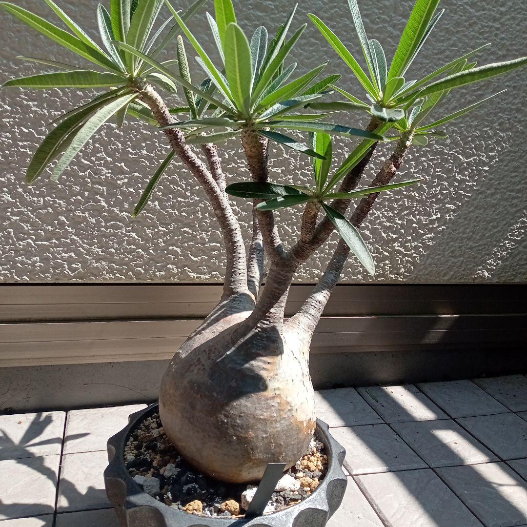 【昨夏(2025)開花しました！】パキポディウム　グラキリス★レア白肌　現地球