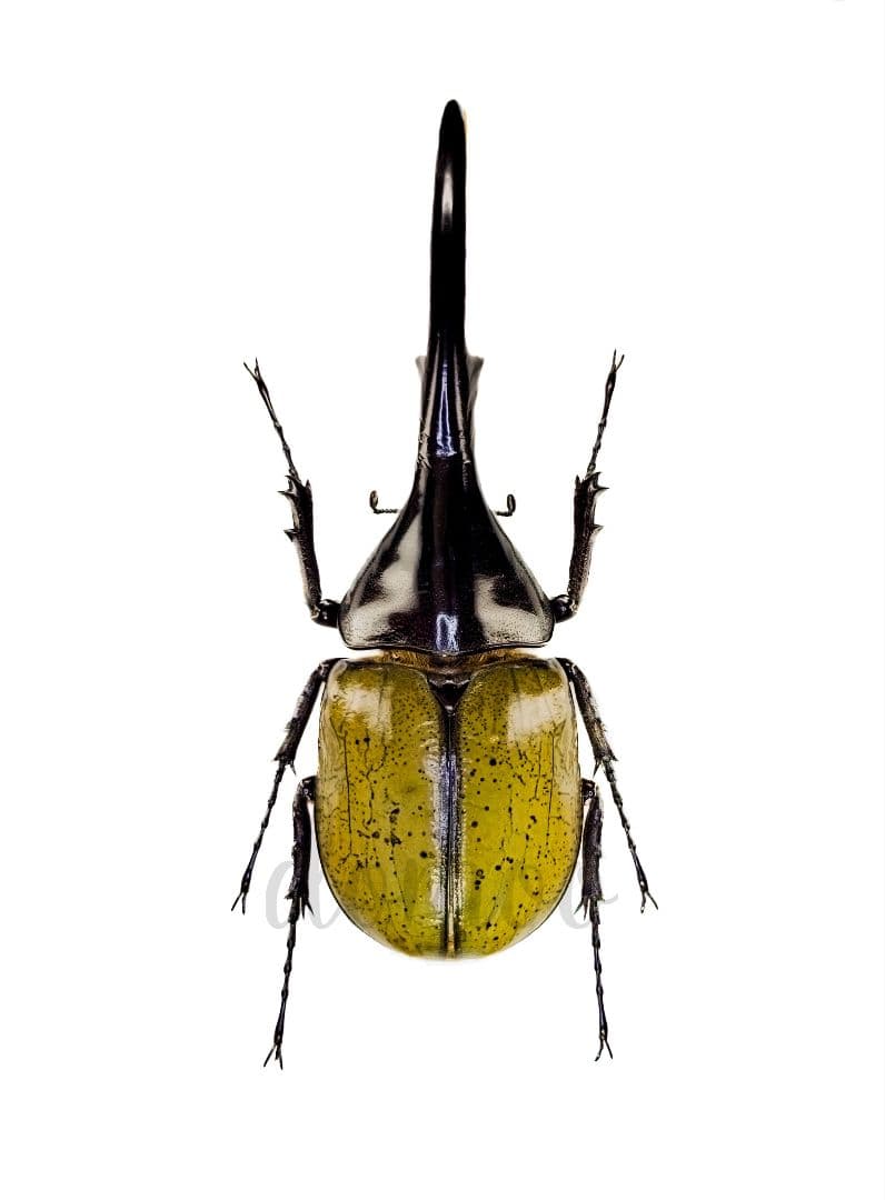 野外品ヘラクレスヘラクレス