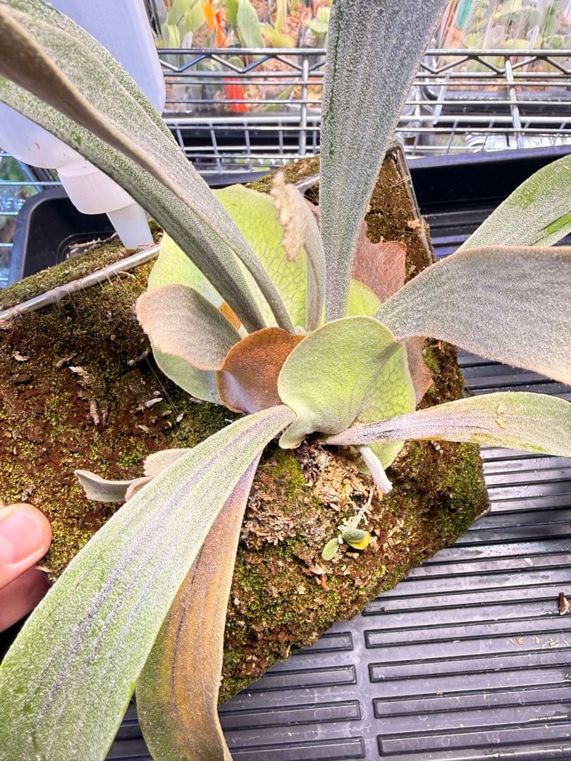 ビカクシダ　P. Willinckii 'Spur' pup 株分子株出品