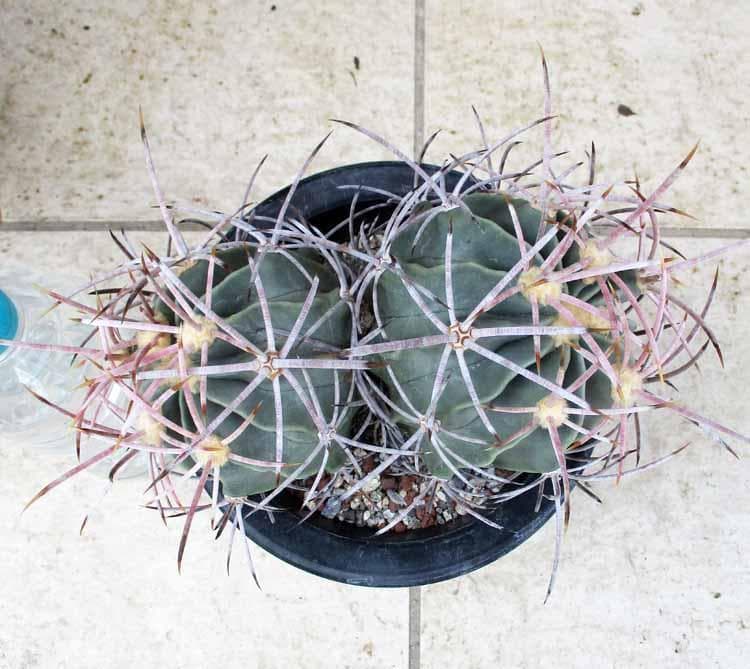 【現品】エキノカクタス ・大竜冠　タイリュウカン　接　6号　T番