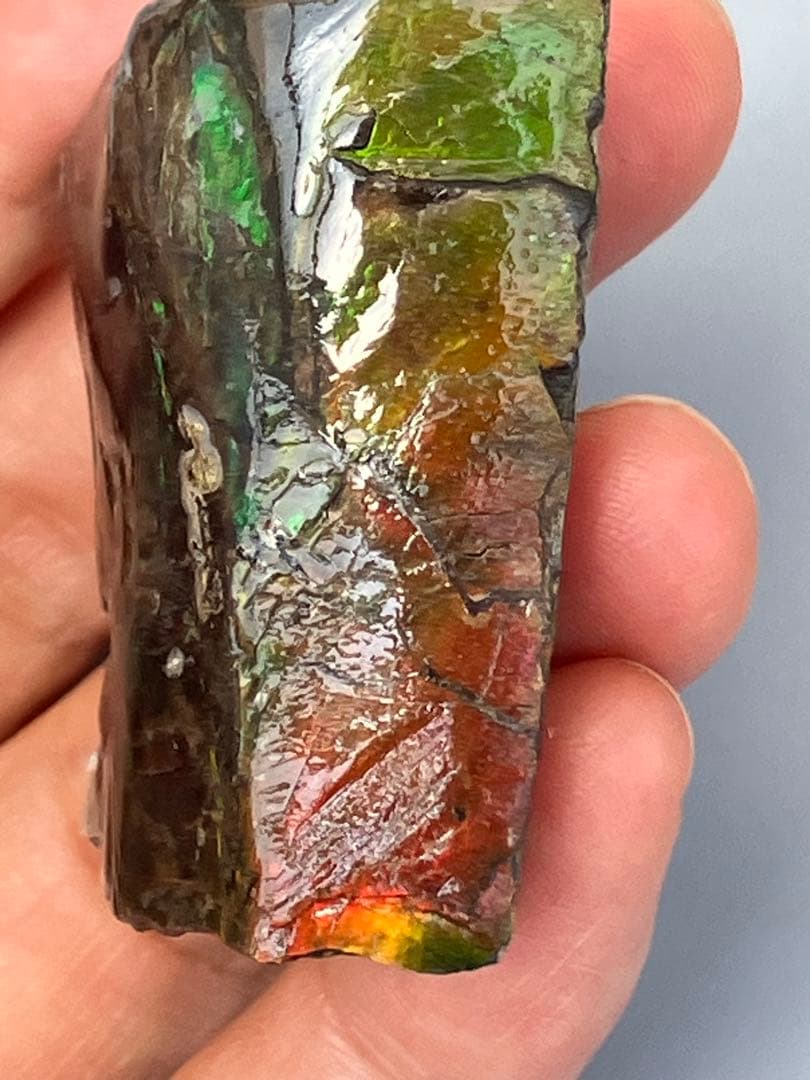 化石　原石　アンモライト　アンモナイト　カナダ産　幅4.1cm 置物　箱付き